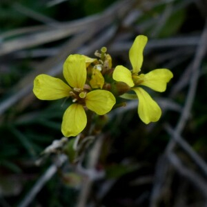 Photographie n°2547272 du taxon Rapistrum rugosum subsp. linnaeanum Rouy & Foucaud [1895]