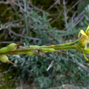 Photographie n°2547273 du taxon Rapistrum rugosum subsp. linnaeanum Rouy & Foucaud [1895]