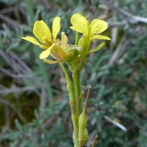 Photographie n°2547275 du taxon Rapistrum rugosum subsp. linnaeanum Rouy & Foucaud [1895]