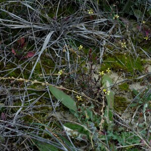 Photographie n°2547276 du taxon Rapistrum rugosum subsp. linnaeanum Rouy & Foucaud [1895]