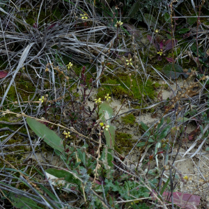 Photographie n°2547277 du taxon Rapistrum rugosum subsp. linnaeanum Rouy & Foucaud [1895]