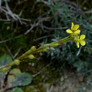 Photographie n°2547278 du taxon Rapistrum rugosum subsp. linnaeanum Rouy & Foucaud [1895]