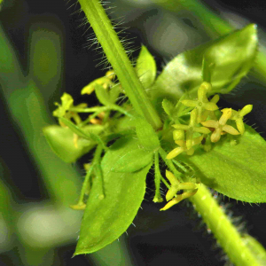 Photographie n°2547302 du taxon Cruciata laevipes Opiz [1852]