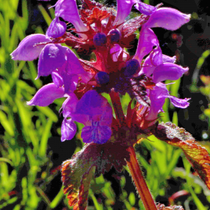 Photographie n°2547365 du taxon Prunella grandiflora (L.) Schöller [1775]