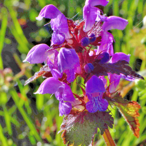 Photographie n°2547367 du taxon Prunella grandiflora (L.) Schöller [1775]