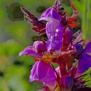Photographie n°2547368 du taxon Prunella grandiflora (L.) Schöller [1775]