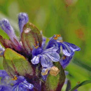 Photographie n°2547374 du taxon Ajuga reptans L. [1753]