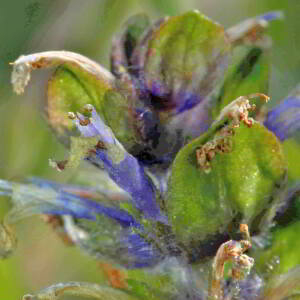 Photographie n°2547377 du taxon Ajuga reptans L. [1753]