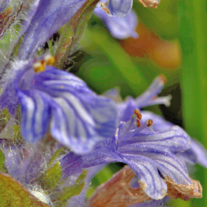 Photographie n°2547379 du taxon Ajuga reptans L. [1753]