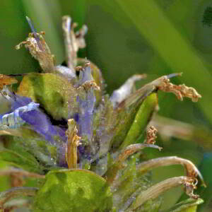 Photographie n°2547380 du taxon Ajuga reptans L. [1753]