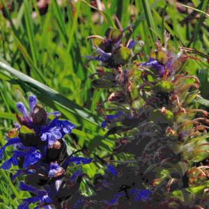 Photographie n°2547383 du taxon Ajuga reptans L. [1753]