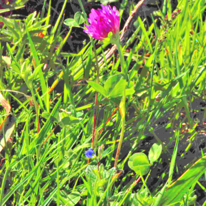 Photographie n°2547414 du taxon Trifolium medium L. [1759]