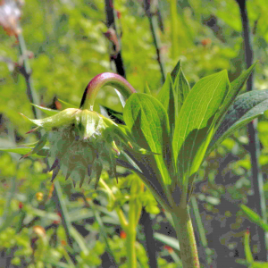 Photographie n°2547417 du taxon Lilium martagon L. [1753]