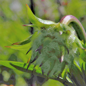 Photographie n°2547418 du taxon Lilium martagon L. [1753]