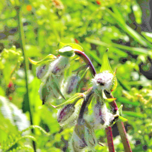 Photographie n°2547419 du taxon Lilium martagon L. [1753]