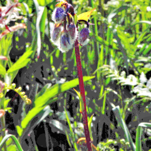 Photographie n°2547422 du taxon Lilium martagon L. [1753]