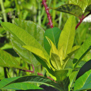 Photographie n°2547427 du taxon Gentiana lutea L. [1753]