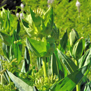 Photographie n°2547429 du taxon Gentiana lutea L. [1753]