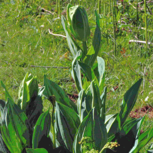 Photographie n°2547430 du taxon Gentiana lutea L. [1753]