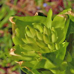 Photographie n°2547431 du taxon Gentiana lutea L. [1753]