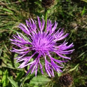 Photographie n°2547465 du taxon Centaurea decipiens Thuill. [1799]