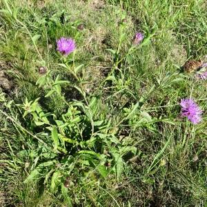 Photographie n°2547466 du taxon Centaurea decipiens Thuill. [1799]