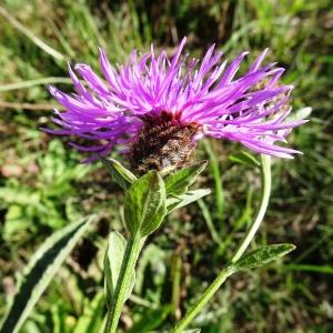 Photographie n°2547468 du taxon Centaurea decipiens Thuill. [1799]