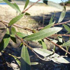 Photographie n°2547489 du taxon Salix alba L. [1753]