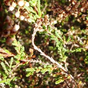 Photographie n°2547503 du taxon Calluna vulgaris (L.) Hull