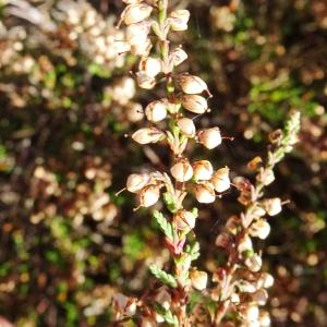 Photographie n°2547504 du taxon Calluna vulgaris (L.) Hull