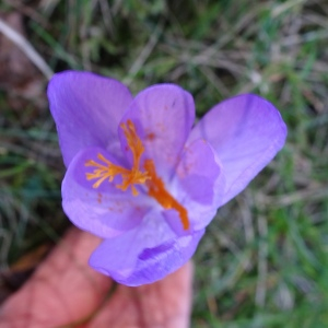 Photographie n°2547506 du taxon Crocus nudiflorus Sm.