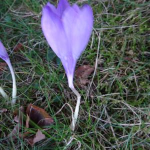 Photographie n°2547507 du taxon Crocus nudiflorus Sm.