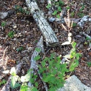 Photographie n°2547510 du taxon Teucrium scorodonia L.