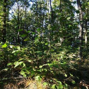 Photographie n°2547516 du taxon Corylus avellana L.