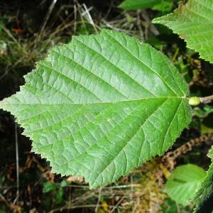 Photographie n°2547517 du taxon Corylus avellana L.