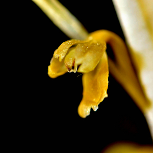 Photographie n°2547594 du taxon Neottia nidus-avis (L.) Rich. [1817]