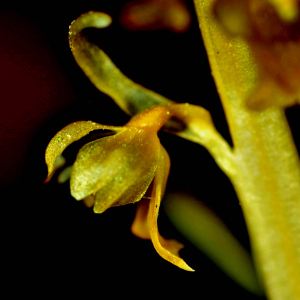 Photographie n°2547596 du taxon Neottia nidus-avis (L.) Rich. [1817]