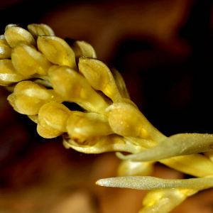 Photographie n°2547600 du taxon Neottia nidus-avis (L.) Rich. [1817]