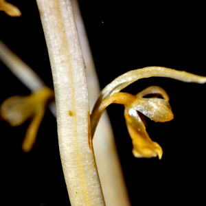 Photographie n°2547604 du taxon Neottia nidus-avis (L.) Rich. [1817]