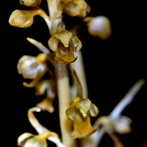 Photographie n°2547605 du taxon Neottia nidus-avis (L.) Rich. [1817]