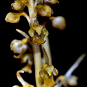 Photographie n°2547606 du taxon Neottia nidus-avis (L.) Rich. [1817]