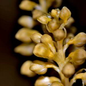 Photographie n°2547608 du taxon Neottia nidus-avis (L.) Rich. [1817]