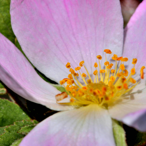 Photographie n°2547609 du taxon Rosa rubiginosa L. [1771]