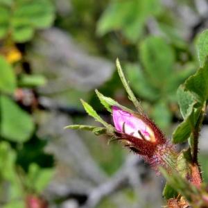 Photographie n°2547615 du taxon Rosa rubiginosa L. [1771]