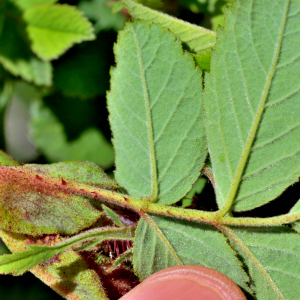 Photographie n°2547619 du taxon Rosa rubiginosa L. [1771]