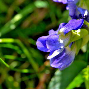 Photographie n°2547688 du taxon Viola canina L. [1753]