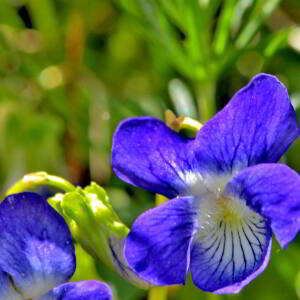 Photographie n°2547690 du taxon Viola canina L. [1753]