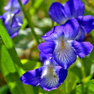 Photographie n°2547691 du taxon Viola canina L. [1753]