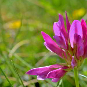 Photographie n°2547734 du taxon Trifolium medium L. [1759]