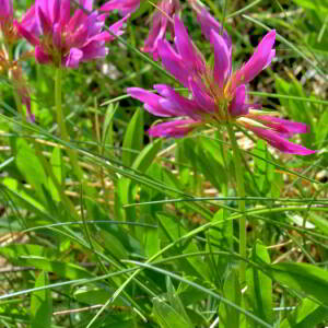 Photographie n°2547738 du taxon Trifolium medium L. [1759]